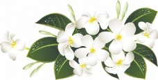 美丽淡雅的白色花束透明素材
