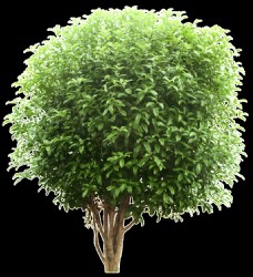茂盛树木一棵茂盛生长的树木透明植物素材