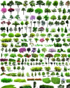 150种树木psd素材园林图片