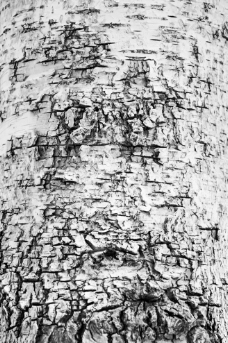 白桦树皮图片