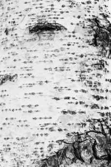 白桦树皮图片