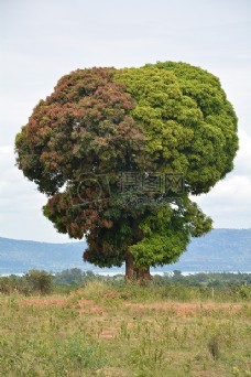 亚洲非洲坦桑尼亚树自然景观