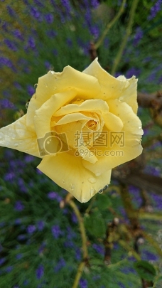 美丽的黄玫瑰