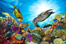 底图海龟与海鱼
