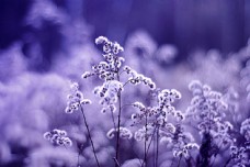 鲜花摄影漂亮的紫色花朵