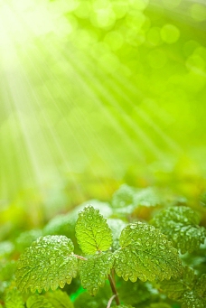 绿色叶子薄荷叶子上的水滴