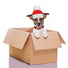 宠物狗站在盒子里的小狗