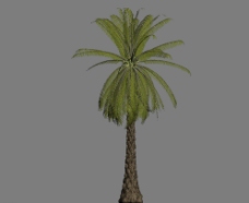 树木热带树3D模型图片