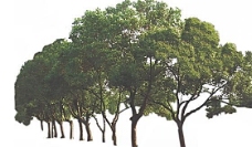 建筑素材树丛贴图素材建筑装饰JPG2099