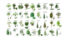 景观设计植物植物合集手绘植物图片