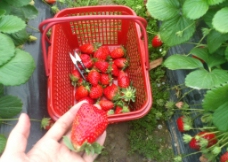 草莓 红草莓 摘草莓图片