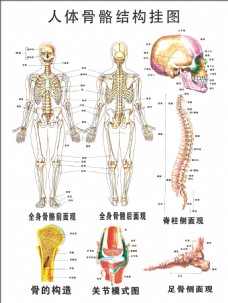 人体骨骼挂图宣传海报
