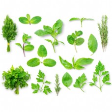 小清新绿叶植物元素