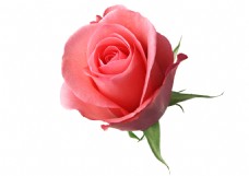 鲜花一朵鲜艳的玫瑰花透明素材