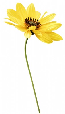 花朵创意创意黄色花朵png元素