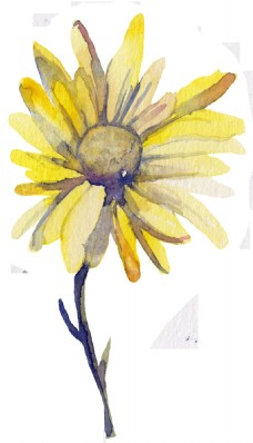 黄色太阳花透明装饰素材