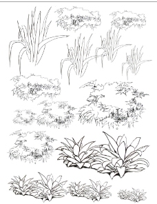 园林手绘植物线稿图片