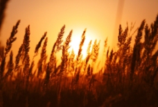 夕阳下的小麦图片