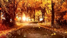 秋天景色金色秋天回忆舞台美丽风景视频素材