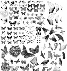 昆虫蝴蝶蝴蝶翅膀和各种昆虫鸟类笔刷