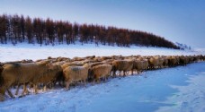 雪山冬季牧场图片