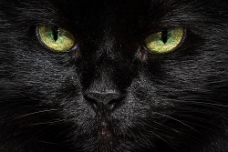 黑猫双眼特写