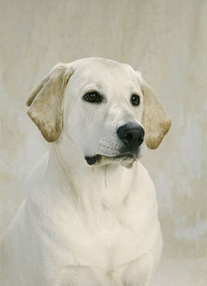 白色宠物狗摄影