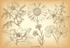矢量手绘花卉植物素材