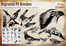 20款复古的鸟类图案PS笔刷