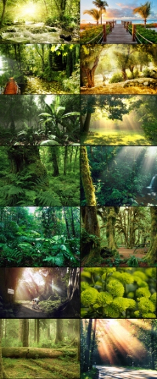 大自然高清自然森林设计大背景