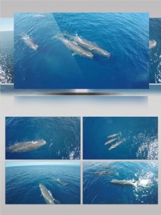 深海鱼4K航拍大海深处鲸鱼特写