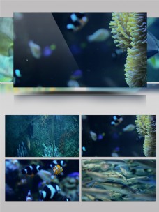 海洋动物世界之水母鱼群游动海洋生物