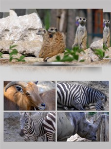动物特写4K新春假日旅游野生动物园特写动物