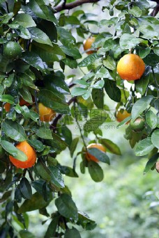 树枝上成熟的橘子