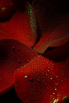 红色花朵花瓣