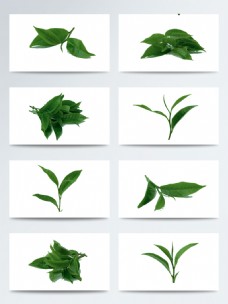 绿色叶子墨绿色的绿茶叶子PNG元素