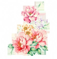 牡丹手绘逼真彩色花卉透明装饰素材