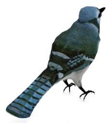 3DMAX鸟模型