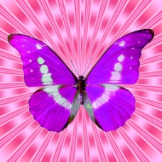 光线粉紫色蝴蝶