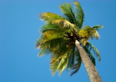 椰树素材图片