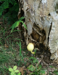 树底 蘑菇图片