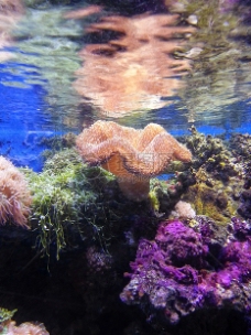海洋里的珊瑚