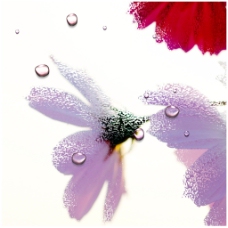 红色花朵水滴插画
