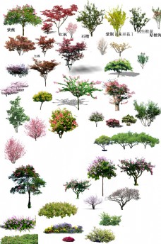 木材花灌木景观素材图片