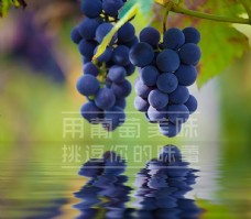葡萄 美誉葡萄 蓝紫色葡萄图片