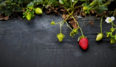 生长的草莓图片