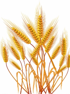 小麦黄金麦穗图片