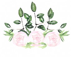 洁白高贵花卉透明装饰素材