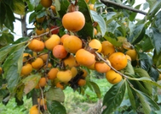 成熟的柿子树图片