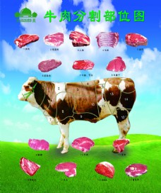 绿背景牛肉分割图